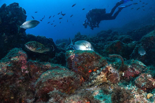 Buceo La Herradura